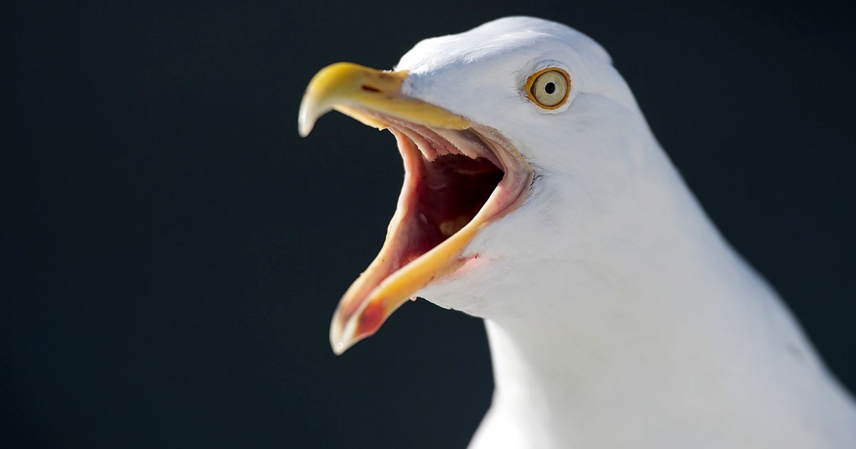 Die Vögel und das Trautonium