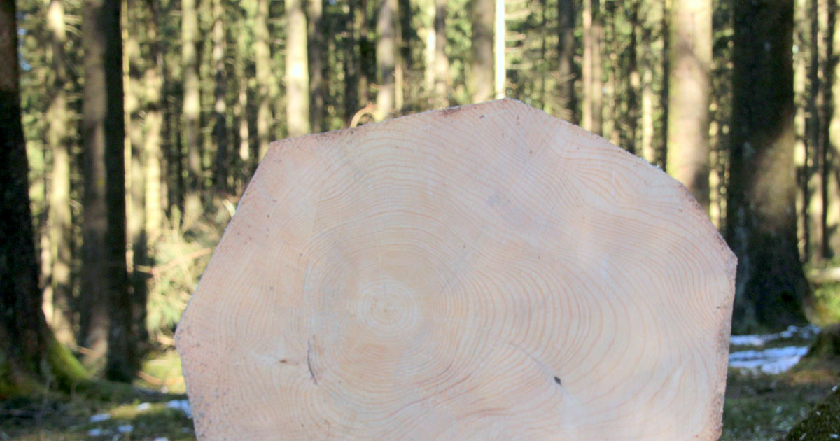 Gitarrendecke? Fichte!